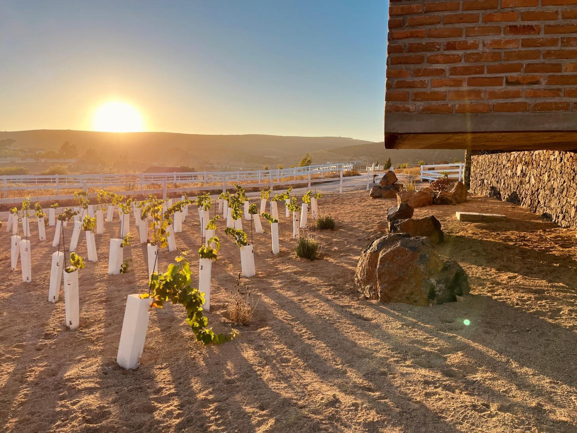 Sonoro Valle - Cabana 1 - Valle De Guadalupe Villa Ensenada Exterior photo